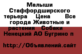 Малыши Стаффордширского терьера  › Цена ­ 1 - Все города Животные и растения » Собаки   . Ненецкий АО,Бугрино п.